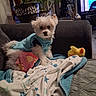 dog, white_dog, small_dog, pet, blanket, couch, indoor, plant, television, toy, cozy, blue_sweater, fur, looking, home, living_room, soft, curious, seated, cute