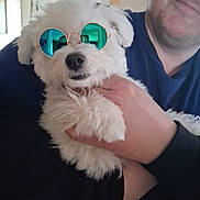 Indy is registered to the contest to win money with this photo: blue_shirt, casual_clothing, closeup, cozy, cute, dog, face, fluffy, hand, happy, holding, indoor, mirror, person, pet, portrait, reflection, smiling, sunglasses, white_dog