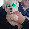 dog, white_dog, sunglasses, person, smiling, indoor, holding, pet, cute, fluffy, portrait, face, hand, casual_clothing, blue_shirt, mirror, reflection, cozy, happy, closeup