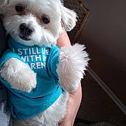 Niko joined the competition — help win amazing prizes! animal, blue_shirt, close_up, clothing, cozy, cute, cute_pet, dog, fluffy, fur, hand, holding, indoor, person, pet, playful, portrait, resting, small_dog, white_dog
