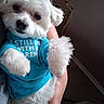 dog, white_dog, small_dog, pet, cute, fluffy, blue_shirt, clothing, indoor, person, hand, fur, animal, close_up, portrait, cozy, cute_pet, resting, holding, playful