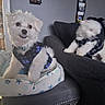 animal, blurred, companion, couch, cozy, cute, dog, dog_bed, domestic_animal, furniture, furry, indoor, living_room, motion_blur, pet, plaid_clothing, playful, sitting, small_dog, white_fur