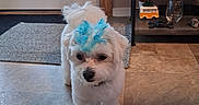 Niko is registered to the contest to win money with this photo: blinds, blue_mohawk, curious, cute, decor, dog, door, fluffy, furniture, glass, indoor, pet, rug, shelf, skull, small_dog, tile_floor, toy_van, white_dog, window