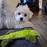 Niko joined the competition — help win amazing prizes! alligator_toy, couch, cozy, curious, dog, ears, face, floor, fluffy, fur, home, indoor, living_room, pet, plush_toy, relaxing, television, toy, white_dog, wood_floor