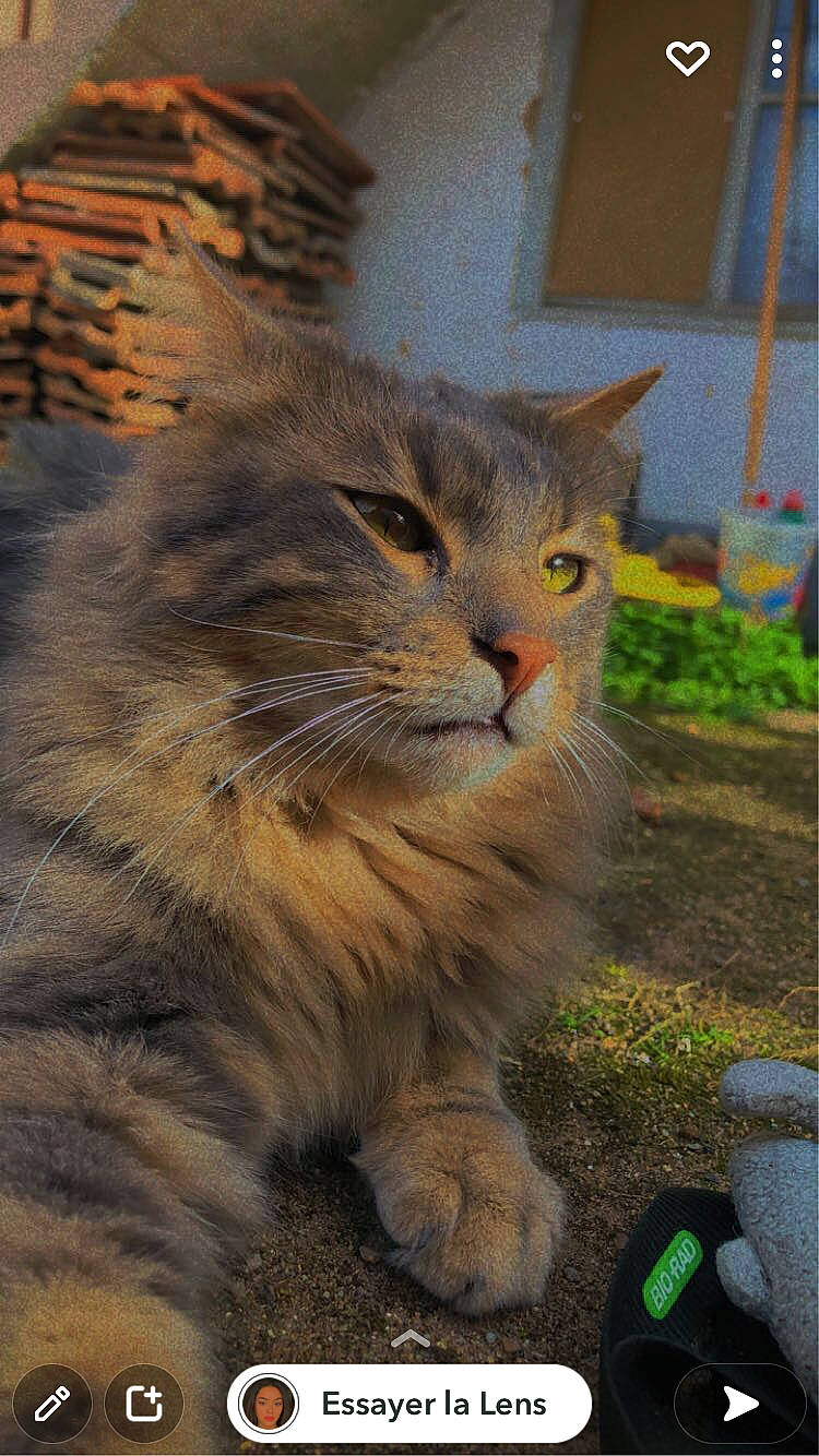 Oliver a rejoint le concours — aidez-le/la à gagner de superbes lots ! carnivore, cat, domestic_short_haired_cat, fawn, felidae, fur, grass, plant, road_surface, sitting, small_to_medium_sized_cats, snout, soil, tail, terrestrial_animal, whiskers, wildlife, window, wood