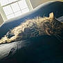 cat, tabby, fluffy, couch, indoor, window, relaxed, feline, pet, fur, whiskers, resting, home, sunlight, cozy, animal, domestic, comfort, laying, soft