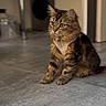 Chiara a rejoint le concours — aidez-le/la à gagner de superbes lots ! cat, tabby, feline, pet, indoor, floor, harness, kitten, animal, fur, whiskers, ears, eyes, curious, sitting, household, kitchen, tile_floor, domestic, young