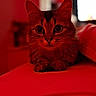 cat, animal, pet, bed, blanket, fur, whiskers, indoor, portrait, cute, feline, eyes, paws, closeup, red_light, cozy, resting, soft, mammal, domestic