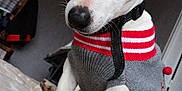 Minus participe au concours pour gagner de l'argent avec cette photo : dog, white_dog, brown_patch, sweater, grey_sweater, red_stripes, indoor, blanket, star_pattern, pet, cute, cozy, curious, animal, companion, fur, ears, nose, paws, collar
