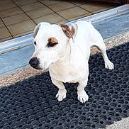 Minus participe au concours pour gagner de l'argent avec cette photo : dog, white_dog, brown_patch, pet, animal, outdoor, mat, black_mat, tiled_floor, doorway, curious, standing, small_dog, short_hair, paw, snout, ears, alert, companion, domestic_animal