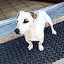 dog, white_dog, brown_patch, pet, animal, outdoor, mat, black_mat, tiled_floor, doorway, curious, standing, small_dog, short_hair, paw, snout, ears, alert, companion, domestic_animal