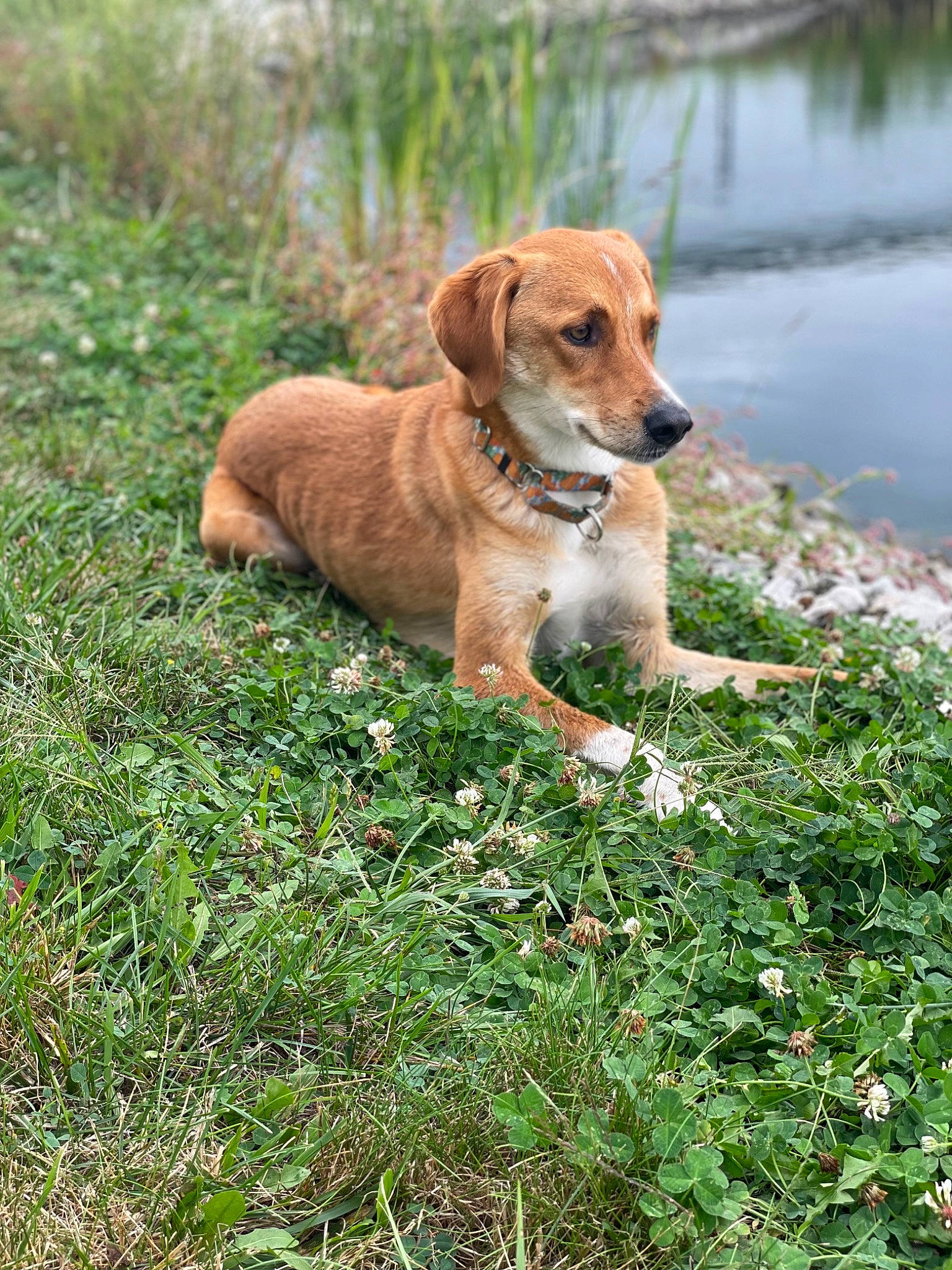 Ginger is registered to the contest to win money with this photo: canidae, carnivore, companion_dog, dog, dog_breed, fawn, flower, grass, groundcover, hunting_dog, lake, plant, sporting_group, tail, terrestrial_animal, water, working_dog