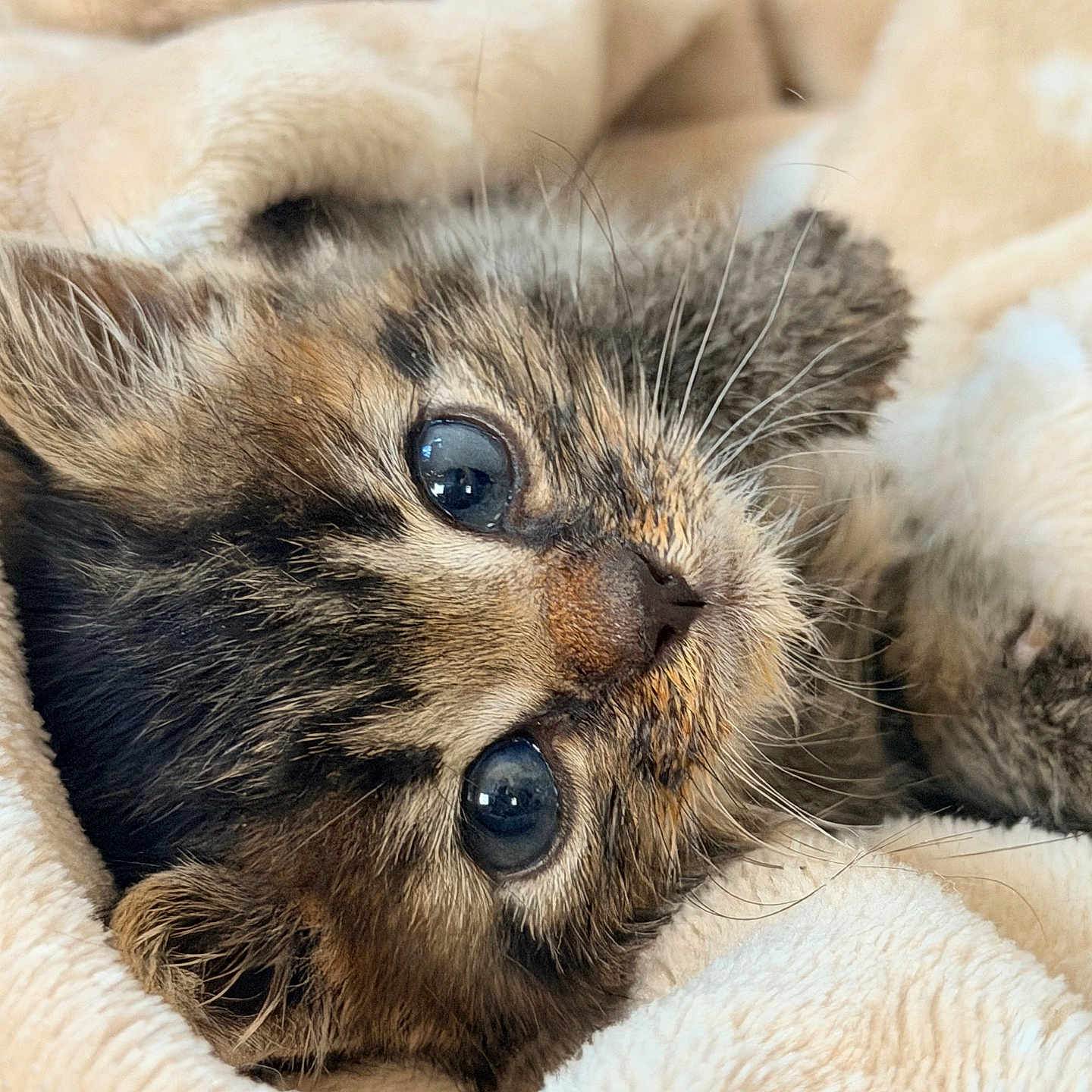 Bloom participe au concours pour gagner de l'argent avec cette photo : kitten, cat, close_up, animal, pet, fur, whiskers, eyes, cute, cozy, blanket, soft, snuggled, resting, young, mammal, cute_pet, domestic_animal, feline, sleepy