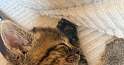 Bloom participe au concours pour gagner de l'argent avec cette photo : kitten, cat, sleeping, paw, fur, tabby, closeup, texture, blanket, cozy, nap, resting, cute, young, animal, pet, whiskers, soft, relaxing, indoor