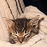 Bloom a rejoint le concours — aidez-le/la à gagner de superbes lots ! kitten, sleeping, cat, animal, pet, cozy, blanket, fur, ears, nose, whiskers, closeup, cute, resting, domestic_animal, soft, warm, comfort, indoor, peaceful
