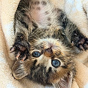 Bloom participe au concours pour gagner de l'argent avec cette photo : kitten, cat, blue_eyes, paw, claws, fur, tabby, striped, cute, pet, animal, young, soft_blanket, resting, close_up, whiskers, small, fur_pattern, indoor, relaxed