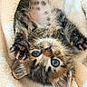 kitten, cat, blue_eyes, paw, claws, fur, tabby, striped, cute, pet, animal, young, soft_blanket, resting, close_up, whiskers, small, fur_pattern, indoor, relaxed
