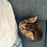 Bloom participe au concours pour gagner de l'argent avec cette photo : animal, brown, cat, clothing, companion, cozy, curious, cute, furry, indoor, kitten, looking_up, pet, relaxed, small, sofa, striped, texture, whiskers, young