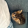 kitten, cat, furry, pet, cute, indoor, sofa, curious, brown, striped, whiskers, small, young, animal, companion, cozy, looking_up, texture, clothing, relaxed