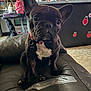 black_dog, curious, cute, decorations, dog, domestic, duct_tape, floor_tiles, french_bulldog, furniture, household, indoors, kitchen, ladybugs, leather_couch, pet, pet_collar, puppy, sitting, white_chest