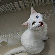 Natsu a rejoint le concours — aidez-le/la à gagner de superbes lots ! cat, white_cat, kitten, heterochromia, blue_eye, green_eye, meowing, whiskers, sitting, tail, tiled_floor, indoor, pet, domestic_cat, portrait, looking_up, ears, furry, playful, shadow