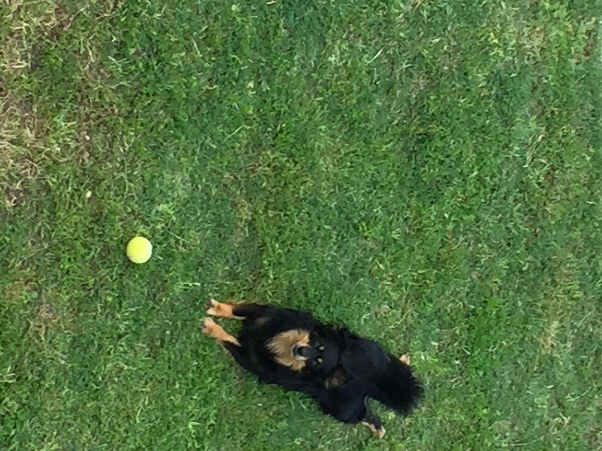 Djobi a rejoint le concours — aidez-le/la à gagner de superbes lots ! artificial_turf, ball, canidae, circle, dog_breed, flooring, grass, grassland, groundcover, lawn, pasture, people_in_nature, plant, recreation, shadow, shrub, sporting_group, sports_equipment, tail, terrestrial_animal