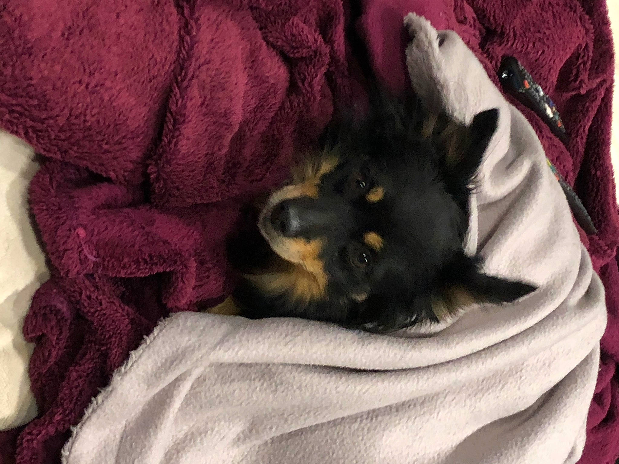 Djobi a rejoint le concours — aidez-le/la à gagner de superbes lots ! bed, black_cat, carnivore, cat, claw, comfort, companion_dog, dog_breed, domestic_short_haired_cat, fawn, felidae, fur, grey, linens, magenta, paw, purple, small_to_medium_sized_cats, tail, whiskers