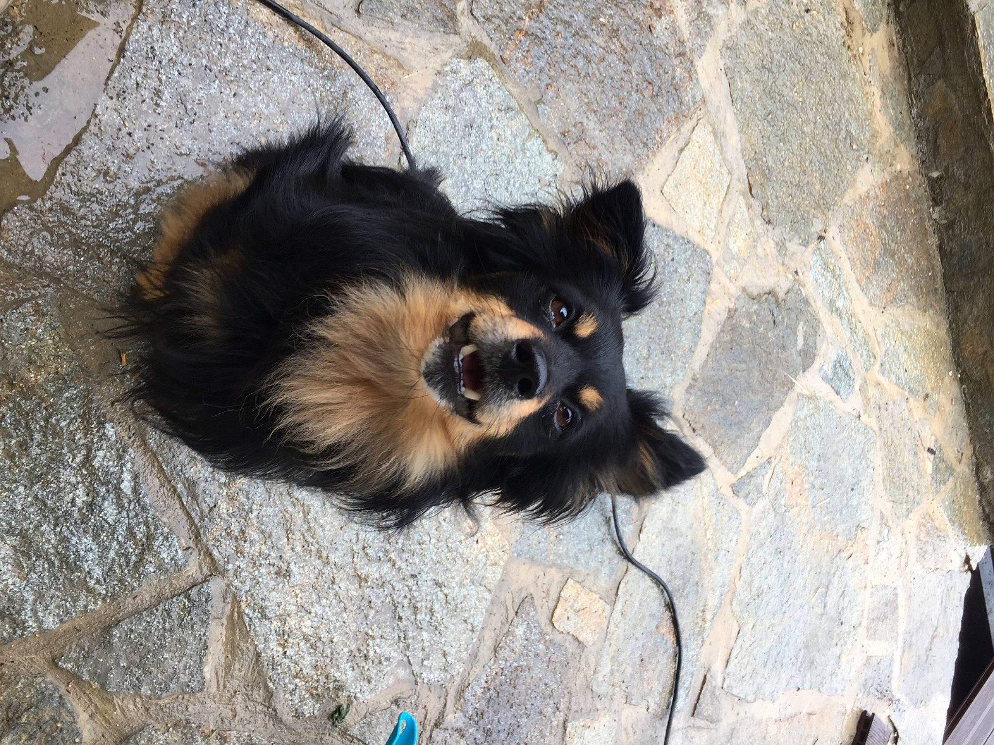 Djobi participe au concours pour gagner de l'argent avec cette photo : canidae, carnivore, claw, companion_dog, dog, dog_breed, fawn, foot, fur, paw, puppy, shadow, small_terrier, snout, sporting_group, tail, terrestrial_animal, toy_dog, whiskers, wood