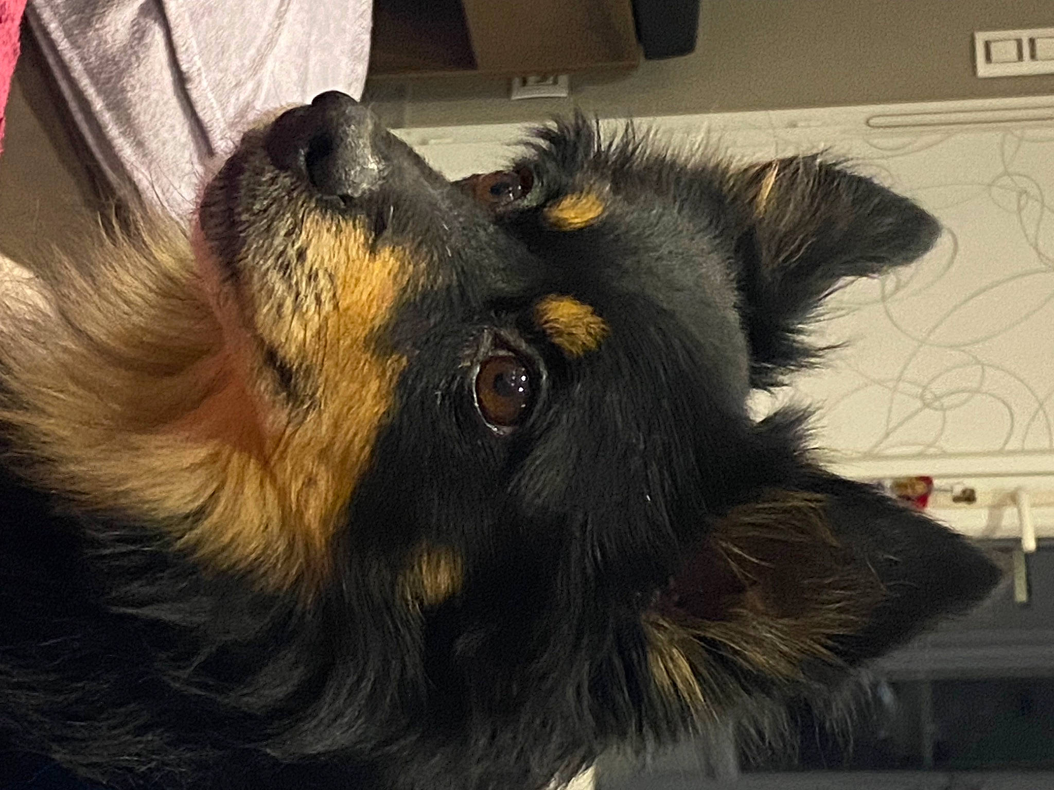 Djobi a rejoint le concours — aidez-le/la à gagner de superbes lots ! canidae, carnivore, companion_dog, computer_keyboard, dog, dog_breed, ear, fur, guard_dog, herding_dog, king_shepherd, old_german_shepherd_dog, snout, sporting_group, whiskers, working_animal, working_dog