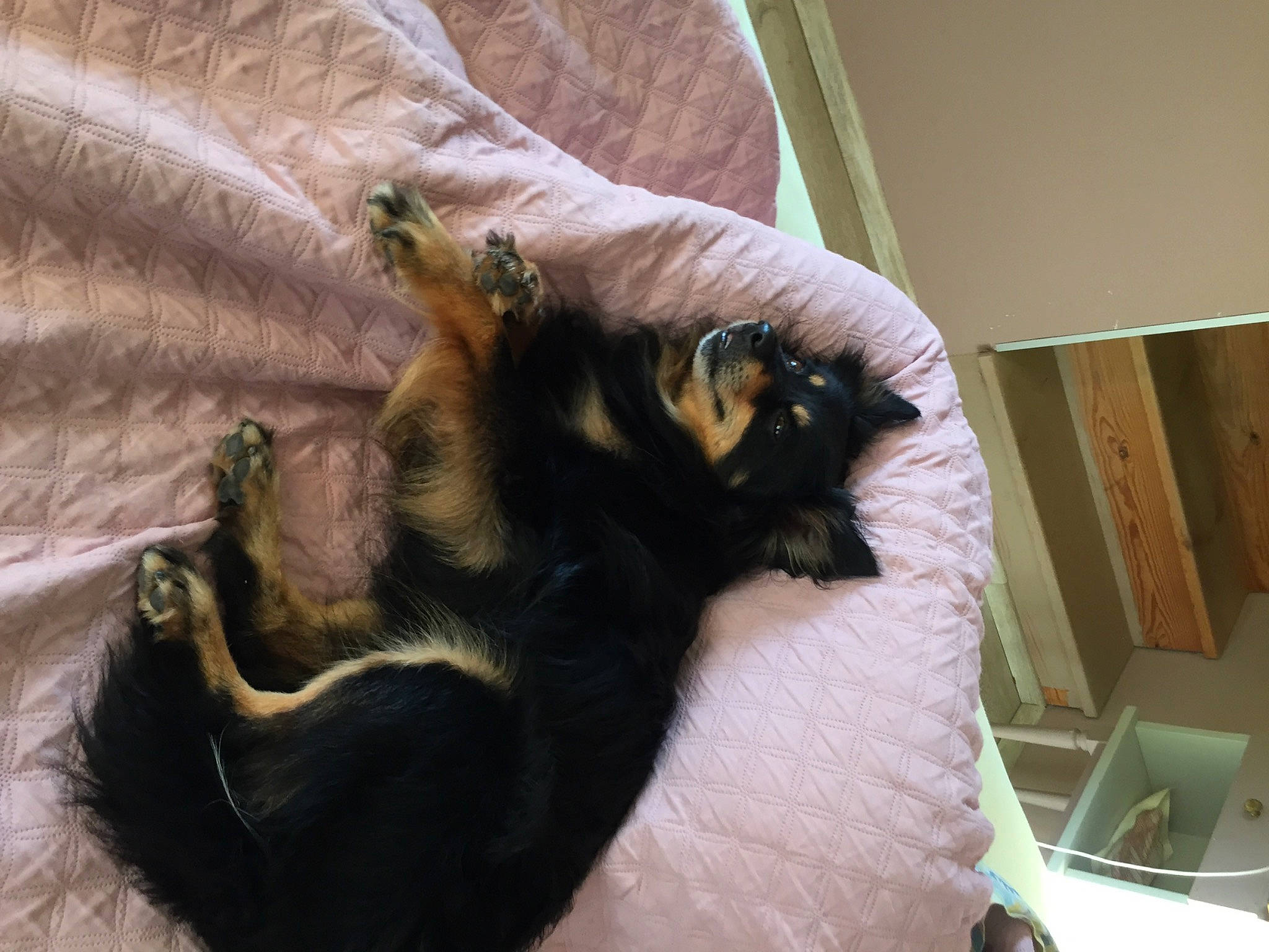 Djobi a rejoint le concours — aidez-le/la à gagner de superbes lots ! bed, canidae, carnivore, cat, claw, comfort, companion_dog, dog_breed, domestic_short_haired_cat, ear, fawn, felidae, fur, nap, paw, small_to_medium_sized_cats, sporting_group, tail, vertebrate, whiskers