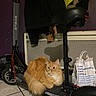 cat, orange_cat, electric_scooter, indoor, floor_tiles, coat, bag, cat_litter, pet, animal, resting, furniture, purple_wall, wheel, handlebar, seat, keys, shadow, curious, calm