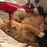 Oliver a rejoint le concours — aidez-le/la à gagner de superbes lots ! cat, orange_tabby, fluffy, bed, blanket, pillow, hand, relaxed, cozy, indoor, pet, animal, fur, comfort, resting, cute, domestic_cat, cuddling, warm, sleepy