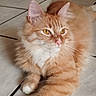 Oliver a rejoint le concours — aidez-le/la à gagner de superbes lots ! cat, orange_tabby, fluffy_fur, golden_eyes, pink_nose, whiskers, tile_floor, indoor, pet, feline, relaxed, cute, animal, mammal, laying_down, closeup, domestic_cat, fur_pattern, alert, resting