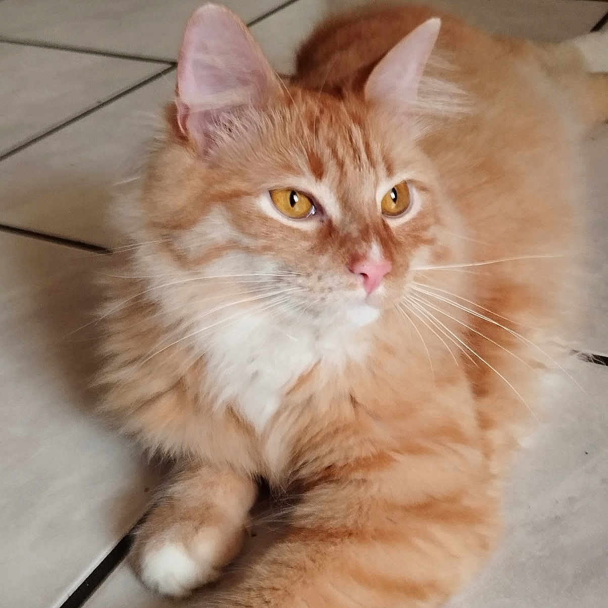 Oliver a rejoint le concours — aidez-le/la à gagner de superbes lots ! cat, orange_tabby, fluffy_fur, golden_eyes, pink_nose, whiskers, tile_floor, indoor, pet, feline, relaxed, cute, animal, mammal, laying_down, closeup, domestic_cat, fur_pattern, alert, resting