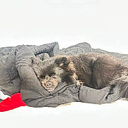 Foxy Lvilla is registered to the contest to win money with this photo: animal, bed, black_fur, blanket, closeup, comfort, cozy, cute, dog, fur, furry, indoor, nap, peaceful, pet, portrait, relaxation, rest, sleeping, soft