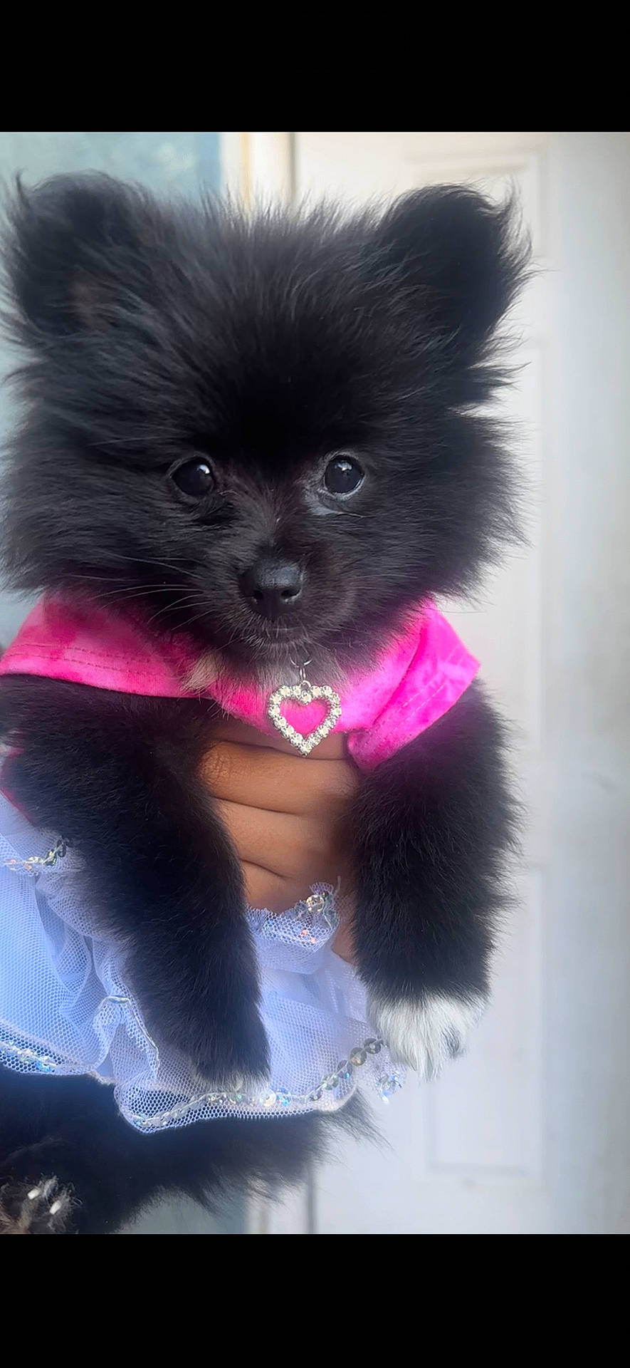 adorable, animal, black_fur, closeup, cute, dog, domestic_animal, fashion, fluffy, fur, hand_holding, heart_pendant, indoor, pet, pink_clothing, portrait, puppy, small_dog, white_paws, young_dog