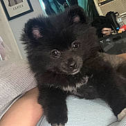 Foxy Lvilla joined the competition — help win amazing prizes! puppy, dog, black_fur, fluffy, indoor, person, arm, couch, relaxing, cute, pet, animal, face, eyes, fur, home, cozy, background, air_conditioner, framed_picture