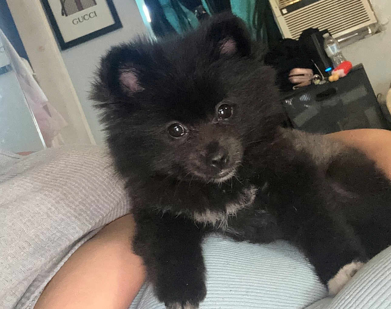 Foxy Lvilla joined the competition — help win amazing prizes! puppy, dog, black_fur, fluffy, indoor, person, arm, couch, relaxing, cute, pet, animal, face, eyes, fur, home, cozy, background, air_conditioner, framed_picture