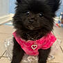 Foxy Lvilla is registered to the contest to win money with this photo: adorable, animal, black_fur, collar, cute, dog, floor, fluffy, furry, heart_pendant, indoor, looking_up, pet, pink_clothing, portrait, puppy, sitting, small_dog, tile, young_dog