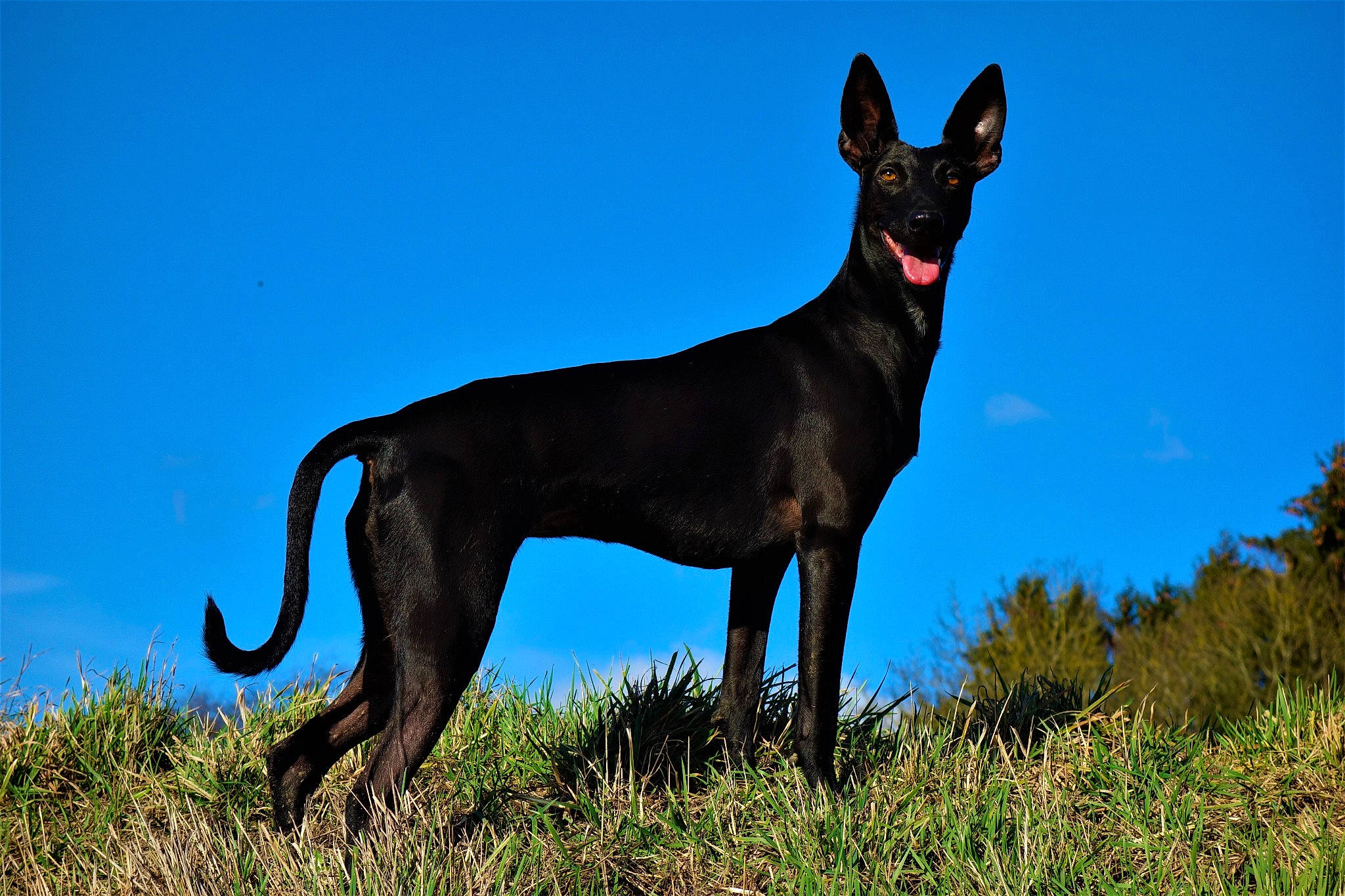 Diana participe au concours pour gagner de l'argent avec cette photo : canidae, carnivore, collar, companion_dog, dog, dog_breed, dog_collar, dog_supply, guard_dog, leash, liver, mammal, meadow, pet_supply, prairie, snout, sporting_group, tail, terrestrial_animal, working_animal