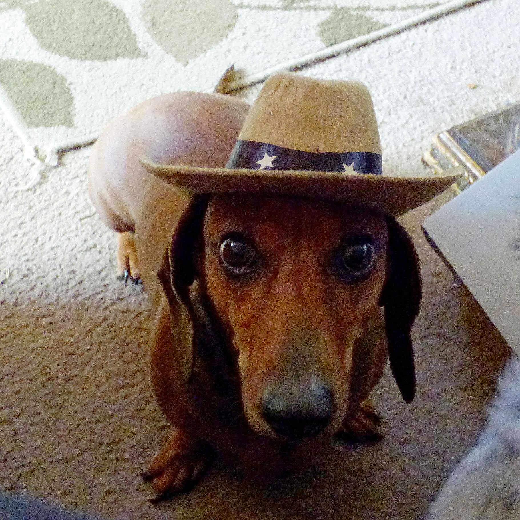 Willie is registered to the contest to win money with this photo: