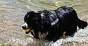 Shadow participe au concours pour gagner de l'argent avec cette photo : dog, water, lake, wet, ball, grass, outdoor, animal, play, fetch, summer, pet, canine, nature, lake_shore, active, black, white, happy, splash