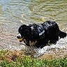 dog, water, lake, wet, ball, grass, outdoor, animal, play, fetch, summer, pet, canine, nature, lake_shore, active, black, white, happy, splash