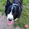dog, black_and_white, border_collie, tongue_out, leash, grass, dirt, ball, pet, outdoor, animal, playful, canine, fur, ears, nose, eyes, looking_up, daylight, happy