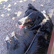 Shadow a rejoint le concours — aidez-le/la à gagner de superbes lots ! dog, border_collie, black_and_white, lying_down, tongue_out, gravel, outdoor, sunlight, shadow, leash, pet, canine, fur, happy, animal, nature, resting, playful, ears, close_up