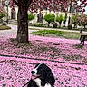 dog, black_and_white, flower_petals, pink_flowers, tree, blossoms, spring, leash, grass, bench, building, stone_building, windows, sidewalk, outdoor, park, nature, pet, happy, canine
