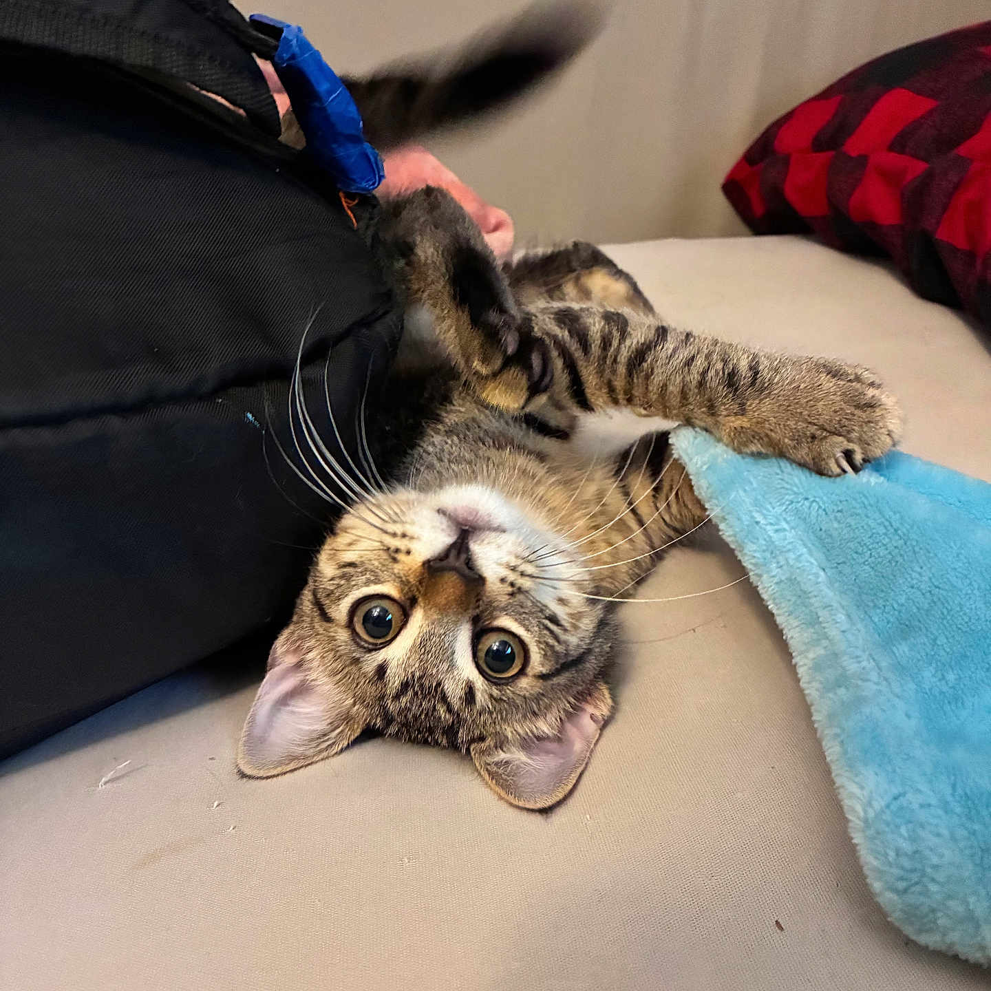 Buggy is registered to the contest to win money with this photo: bed, blanket, blue_blanket, cat, curious, cushion, ears, eyes, fabric, furniture, indoor, kitten, paws, playful, resting, soft, tabby, tail, upside_down, whiskers