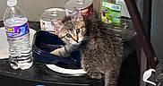 Buggy joined the competition — help win amazing prizes! animal, canned_food, container, curious, domestic, feline, floor, food, household_items, indoor, kitten, looking, pet, plastic_container, plastic_stool, still_life, tabby_cat, table, water_bottle, young_cat