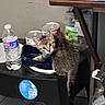 animal, canned_food, container, curious, domestic, feline, floor, food, household_items, indoor, kitten, looking, pet, plastic_container, plastic_stool, still_life, tabby_cat, table, water_bottle, young_cat