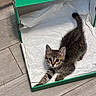 Buggy joined the competition — help win amazing prizes! animal, box, cat, curious, cute, ears, floor, fur, indoor, kitten, pet, shoebox, small, stretching, tabby, tail, tissue_paper, whiskers, wooden_floor, young